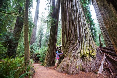 Take A Stroll Through Oregon's Gorgeous Giant Redwood Trees