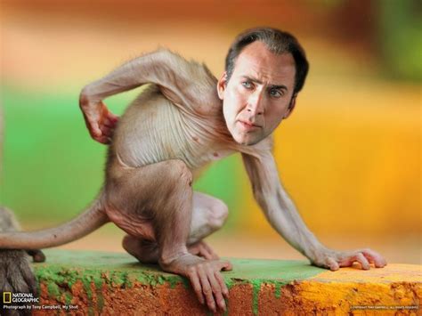 Images For > Nicolas Cage Face Swap Meme | Hairless animals, Cute ...