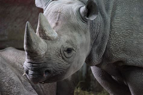 Black Rhinoceros Free Stock Photo - Public Domain Pictures