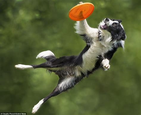 Photos of border collies up to six feet off the ground as they catch ...