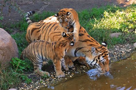 Playing tiger cubs — Stock Photo © metalmaus #7390139