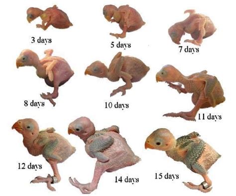 Baby Bird Growth Stages