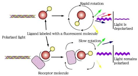 Analysis of fluorescence polarization competition assays with affinimeter