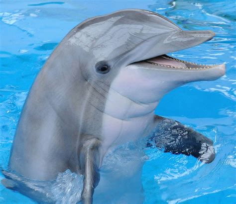 19 Datos Curiosos Sobre los Delfines | Aquatours