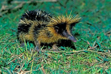 The Spiky Streaked Tenrec | Featured Creature