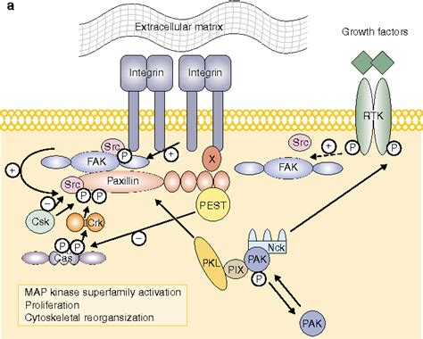 Paxillin and focal adhesion signalling | Semantic Scholar