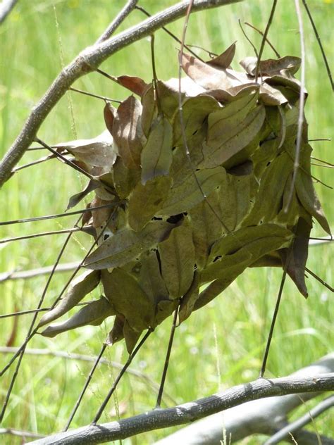 Weaver Ant Nest Oecophylla smaragdina | Entomology | Pinterest | Ants ...