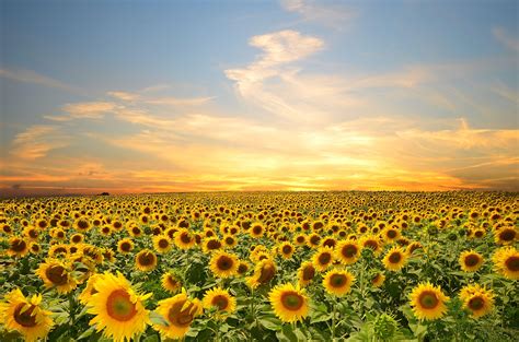 Sunflower Desktop Wallpapers - Top Free Sunflower Desktop Backgrounds ...