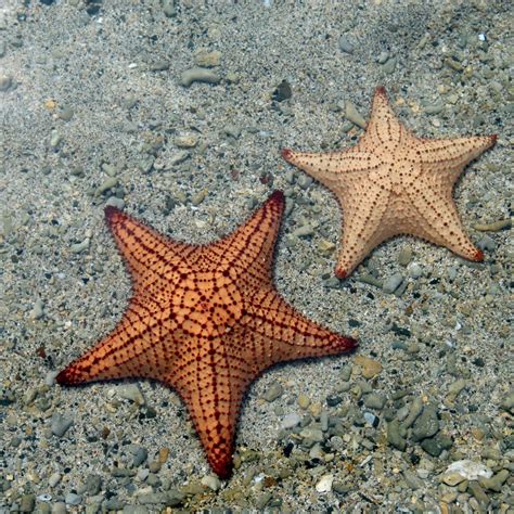 Red Cushion Sea Star (Oreaster reticulatus) - ANGARI Foundation