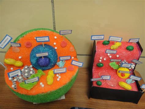 Animal Cell Model Diagram Project Parts Structure Labeled Coloring and ...