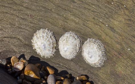 Common Limpet - Facts, Habitat, Diet, Conservation, & More - American ...