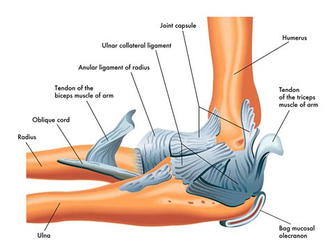 Elbow Pain from Lifting: Tennis Elbow vs Golfer's Elbow - Heiden ...