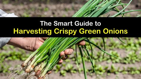 Picking Green Onions - When to Harvest Green Onions