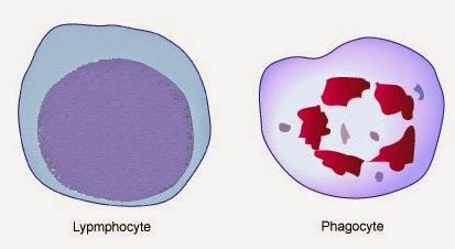 # 58 The immune system - Phagocytes | Biology Notes for A level