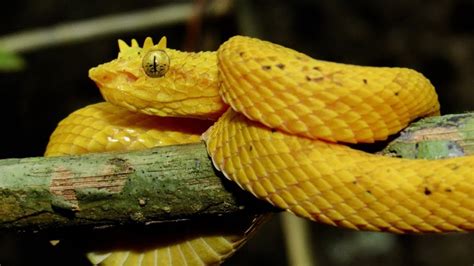 Eyelash Viper Facts, Habitat, Diet, Life Cycle, Baby, Pictures