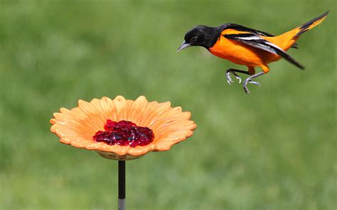 Oriole Bird Food Recipe - banana-breads.com