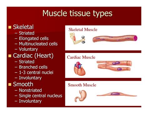 Flashcards - Biology Lab 3/13 - | StudyBlue