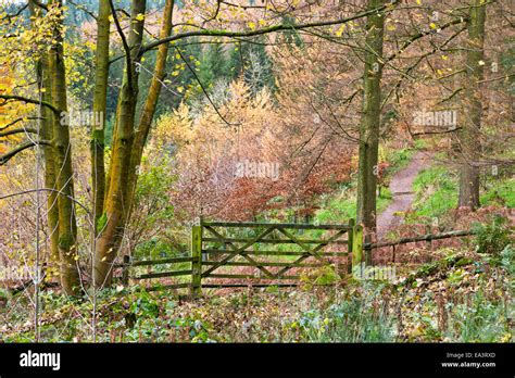 Autumn scene in Macclesfield Forest near Macclesfield in Cheshire Stock ...