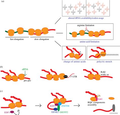 Factors influencing translation elongation and mRNA features causing ...