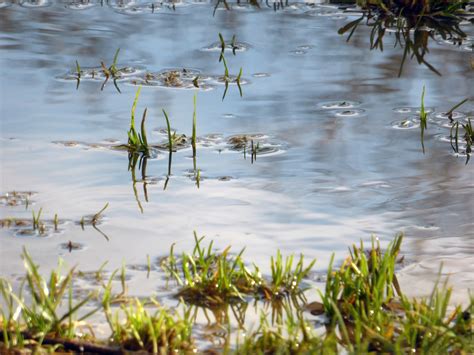 How to Stop Your Yard From Flooding: 4 Backyard Flooding Solutions