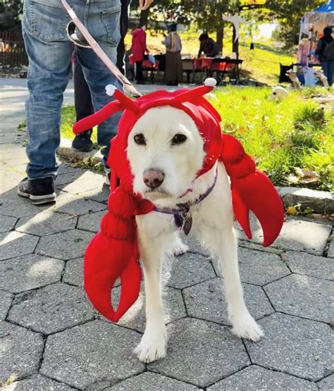 Lobster Costume for Dogs