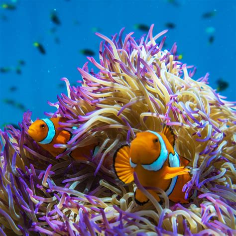 Great Barrier Reef animals: meet the Great Eight - Tourism Australia ...