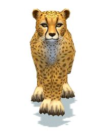 Cheetah Meme Gifs