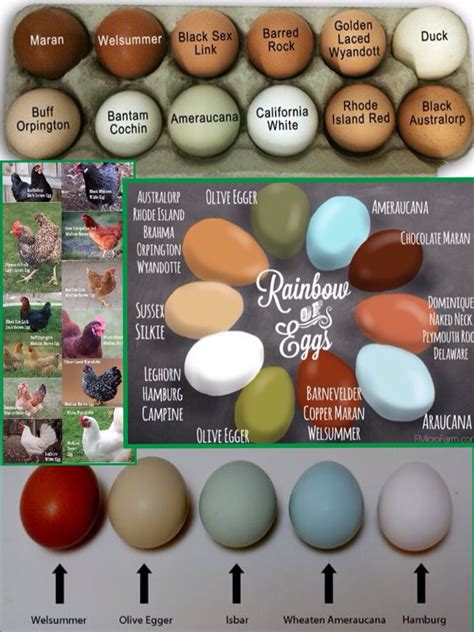 Chicken Egg Sizes And Colors