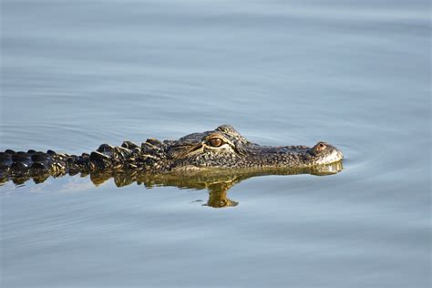 You'll Be Shocked To Know What Was Spotted At This Lake In Oklahoma ...