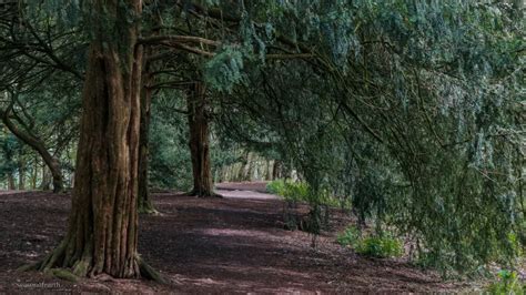 Yew Tree Symbolism: Myths and Legends of Yew trees