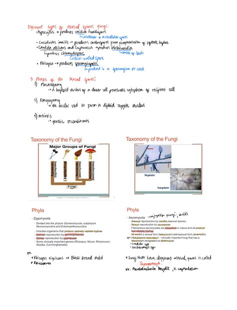 SOLUTION: 1 1 overview of fungal identification methods and strategies ...