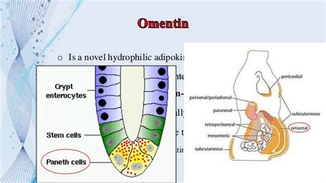 Adipose tissue hormones