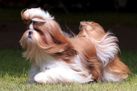 Shih Tzu | Description, Lion Dog, Weight, & Facts | Britannica