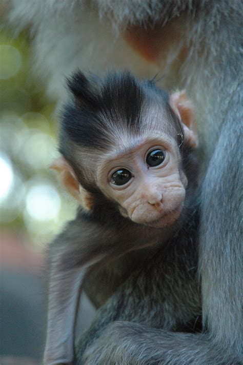 File:Monkey baby 2.jpg