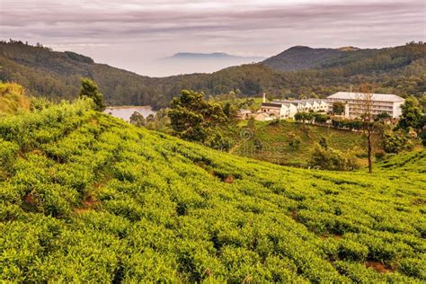 Sri Lanka: Famous Ceylon Highland Tea Fields Stock Image - Image of ...