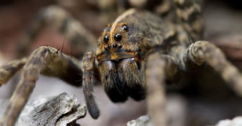 Wolf Spider vs Tarantula: What Are the Differences? - AZ Animals