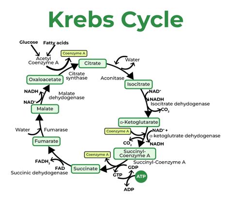 Krebs Cycle (Citric Acid Cycle) — Steps Diagram Expii, 52% OFF