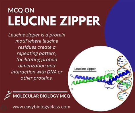 MCQ on Leucine Zipper Structure and Functions | EasyBiologyClass