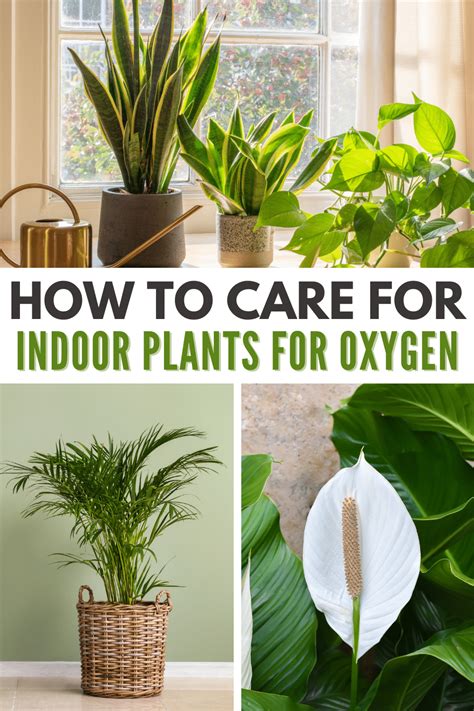 10 Best Indoor Plants For Oxygen