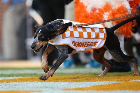 SMOKEY TN VOLS MASCOT EVERYTHING YOU WANT TO KNOW - Rocky Top Gifts