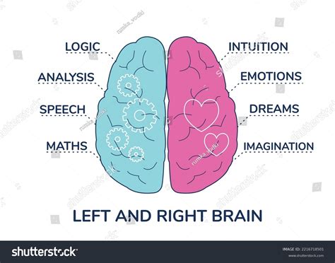 Human Brain Right Left Hemisphere Functions Stock Vector (Royalty Free ...