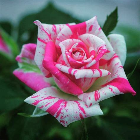 Las Flores- Eduardo Natividad | Beautiful rose flowers, Exotic flowers ...