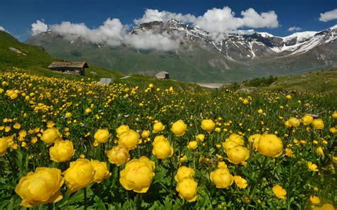 Alps Flowers Wallpapers - Top Free Alps Flowers Backgrounds ...