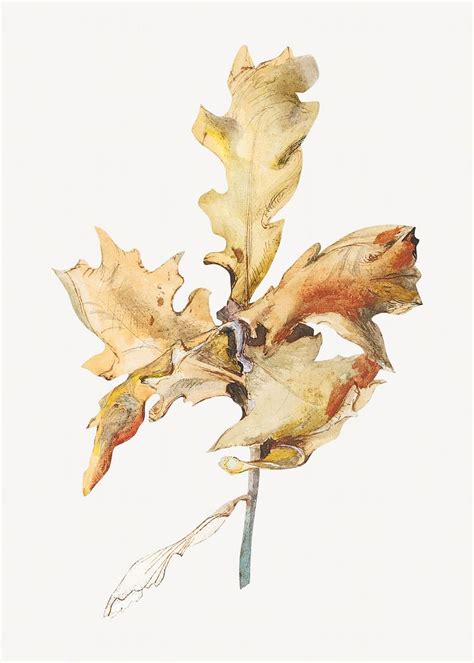 Autumn oak leaf, botanical illustration | Premium Photo Illustration ...