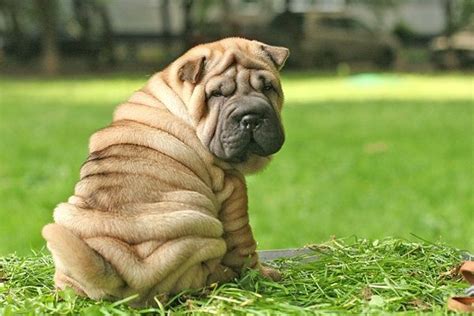 Shar Pei wrinkles | FUR FRIENDS | Pinterest