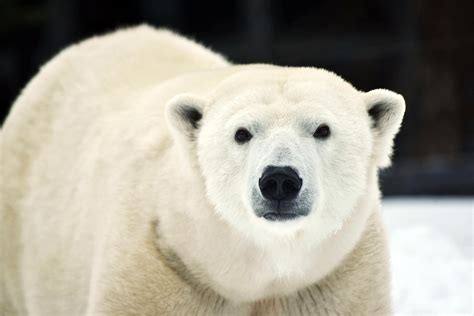 Polar Bear Conservation at The Maryland Zoo