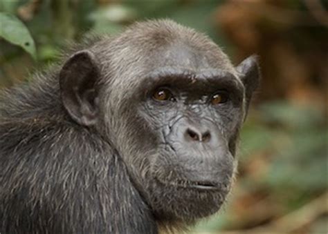 Primate evolution and future conservation on EarthSky | Earth | EarthSky