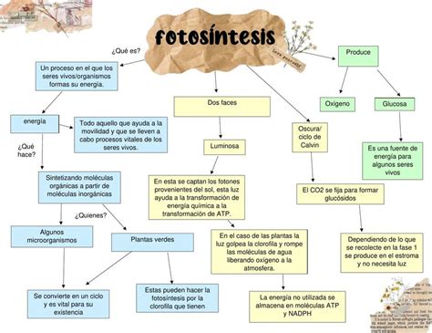 Mapa Conceptual -Fotosíntesis | Karla | uDocz