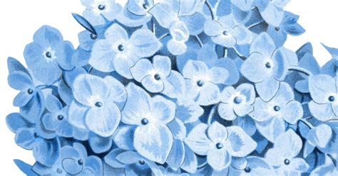 14 Hydrangea Clipart: (Stunning!) - The Graphics Fairy