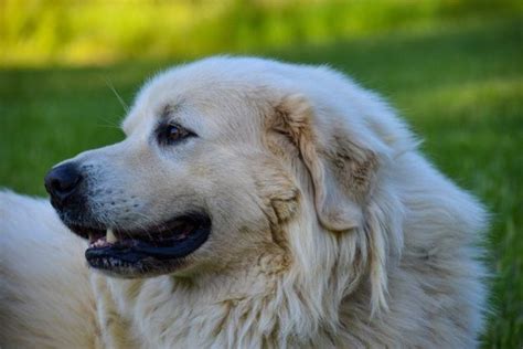 Anatolian Pyrenees (Anatolian Shepherd & Great Pyrenees Mix): Info ...